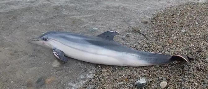 Villa San Giovanni, rinvenuta in spiaggia carcassa di delfino