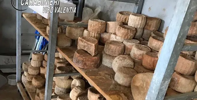 Formaggi ammuffiti e guasti, chiuso caseificio nel Vibonese