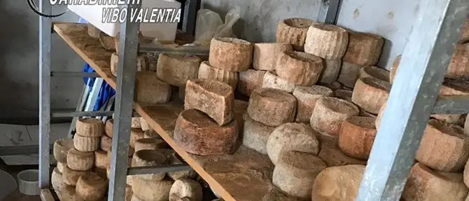 Formaggi ammuffiti e guasti, chiuso caseificio nel Vibonese