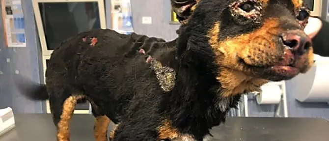 Cagnolino seviziato con il fuoco, taglia per i torturatori