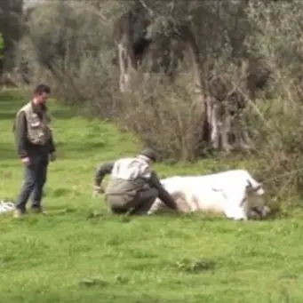 Vacche sacre, controlli a tappeto: abbattuti tre capi