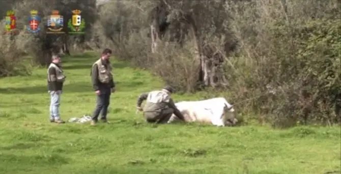 Vacche sacre, controlli a tappeto: abbattuti tre capi