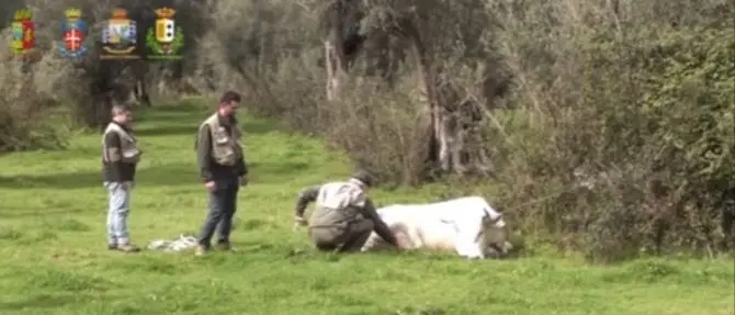 Vacche sacre, controlli a tappeto: abbattuti tre capi