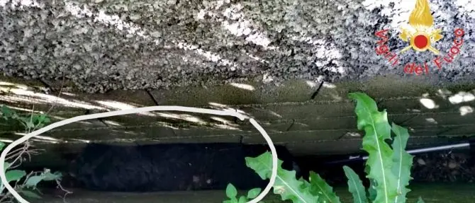 Un cane rimane incastrato tra due muri, salvato