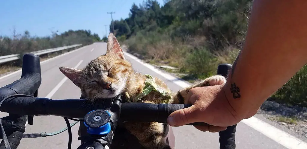 Salva una gattina e la porta a visitare il mondo: la storia di Dean e Nala