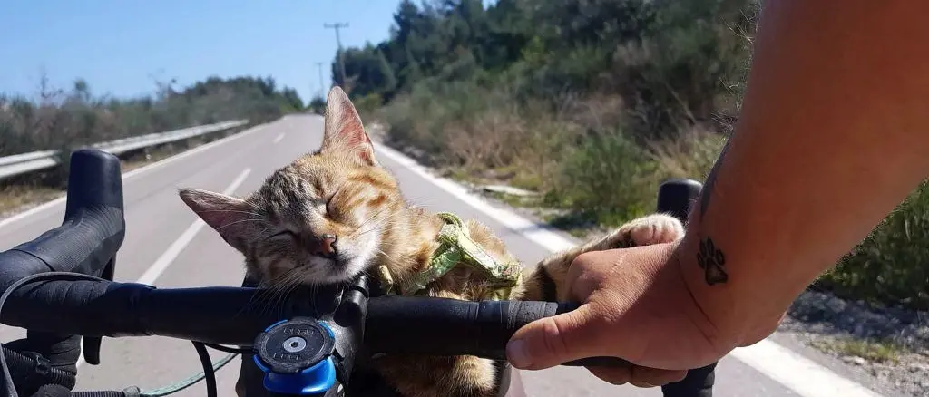 Salva una gattina e la porta a visitare il mondo: la storia di Dean e Nala