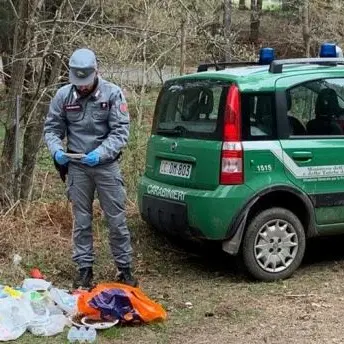Carcasse di bovini smaltite illegalmente nel Parco della Sila, due denunce