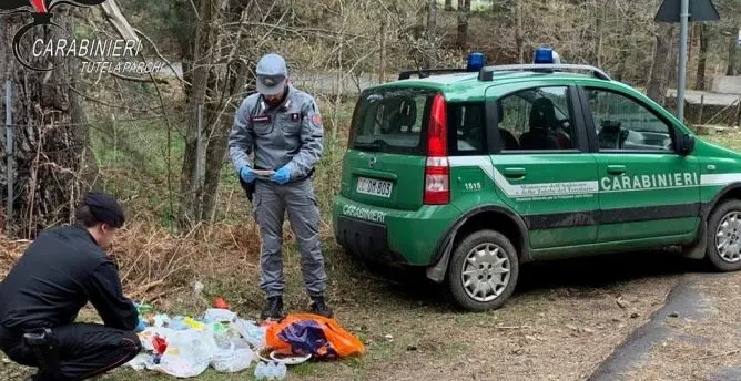 Carcasse di bovini smaltite illegalmente nel Parco della Sila, due denunce