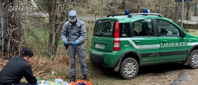Carcasse di bovini smaltite illegalmente nel Parco della Sila, due denunce