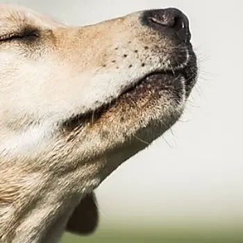 Il super naso dei cani riesce a fiutare i tumori nel sangue