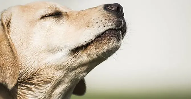 Il super naso dei cani riesce a fiutare i tumori nel sangue