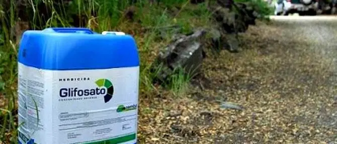 Coldiretti, anche i finocchi di Isola Capo Rizzuto a “glifosato zero”