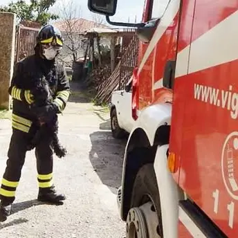 In fiamme abitazione a Mileto, cagnolino messo in salvo