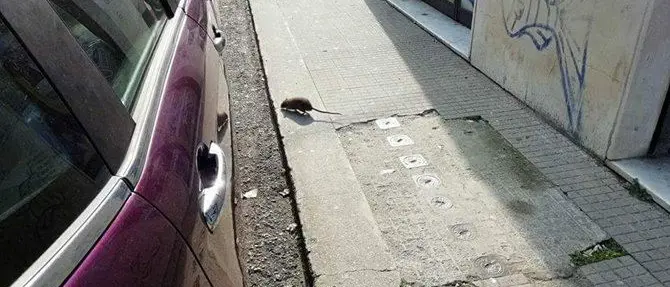 Catanzaro, il quartiere Stadio infestato dai topi