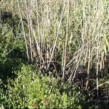 Lamezia, l'appello di una famiglia: «Abbiamo paura che il fiume ci entri in casa» - VIDEO