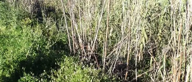 Lamezia, l'appello di una famiglia: «Abbiamo paura che il fiume ci entri in casa» - VIDEO