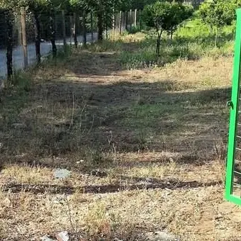 Tagliate oltre 200 piante di kiwi, intimidazione a coop antimafia