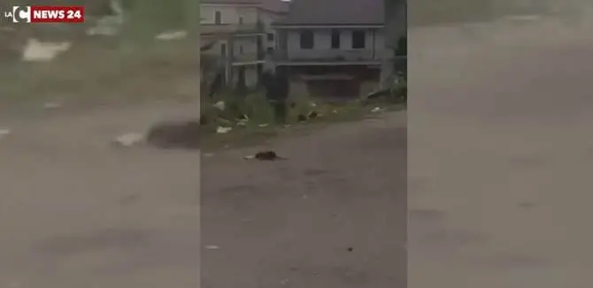 Topi grandi come gatti nel centro di Rosarno - VIDEO