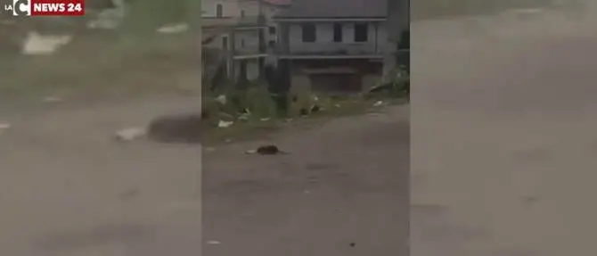 Topi grandi come gatti nel centro di Rosarno - VIDEO