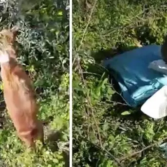 Cane impiccato a Bovalino: «Jesus vittima di torturatori»