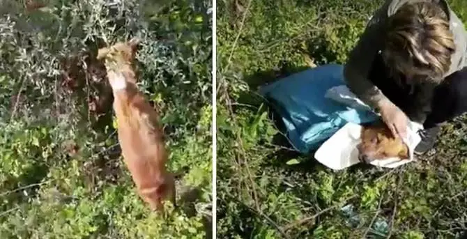 Cane impiccato a Bovalino: «Jesus vittima di torturatori»