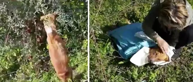 Cane impiccato a Bovalino: «Jesus vittima di torturatori»