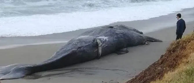 Capodoglio spiaggiato a San Lucido