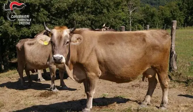 Bovini al pascolo abusivamente, denunciate allevatrici a Cotronei