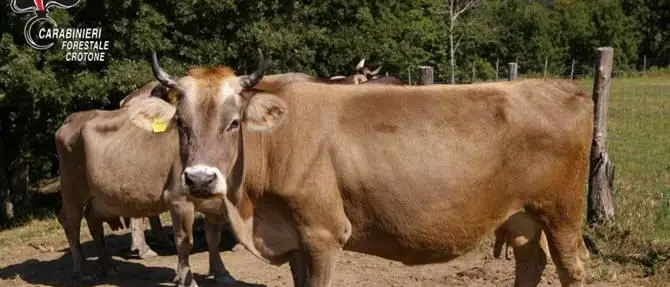 Bovini al pascolo abusivamente, denunciate allevatrici a Cotronei