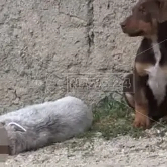 Il cucciolo ucciso vegliato dalla mamma e dai fratellini - VIDEO