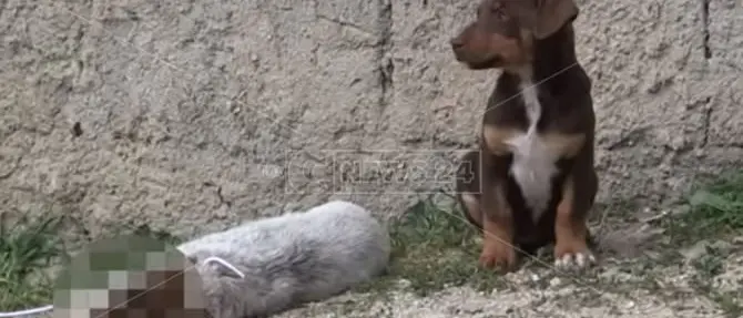 Il cucciolo ucciso vegliato dalla mamma e dai fratellini - VIDEO