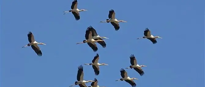 Tornano aquile, falchi e cicogne: il Parco dell’Aspromonte si mobilita
