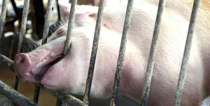 Il Tar ferma la strage indiscriminata dei maiali calabresi, salvi i salumi Dop