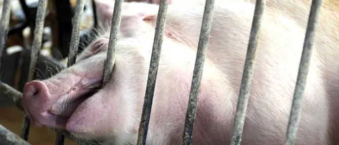 Il Tar ferma la strage indiscriminata dei maiali calabresi, salvi i salumi Dop