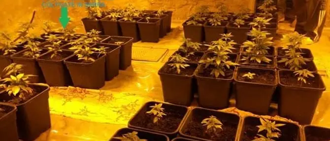 Oltre 38mila dosi di droga, arrestato 54enne di Ardore