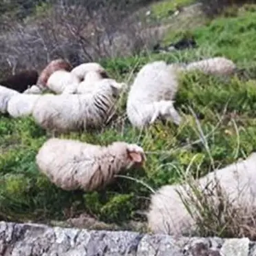 Pascola il gregge tra le rovine del Castello di Arena, denunciato