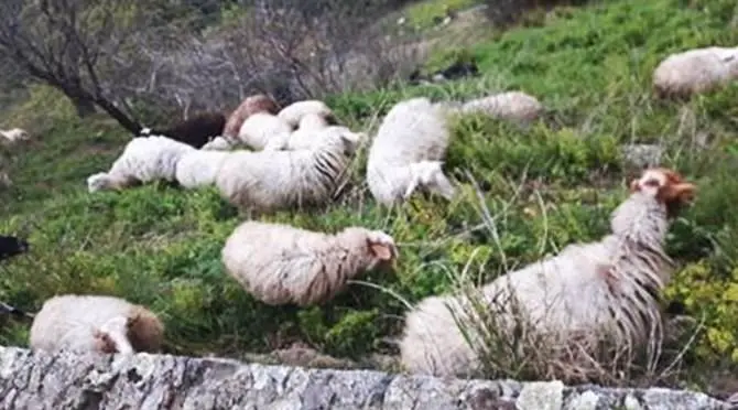 Pascola il gregge tra le rovine del Castello di Arena, denunciato