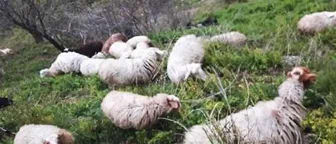 Pascola il gregge tra le rovine del Castello di Arena, denunciato