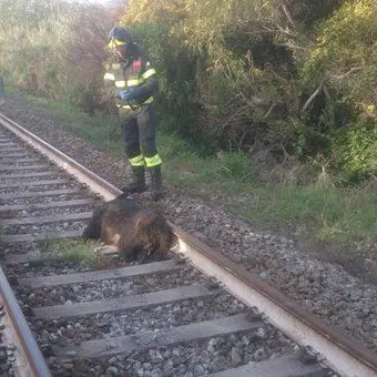 Cinghiale investito da un treno a Soverato, bloccata la circolazione
