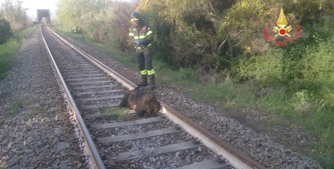 Cinghiale investito da un treno a Soverato, bloccata la circolazione