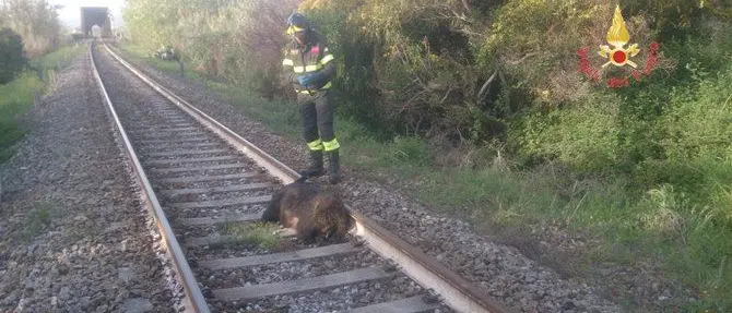 Cinghiale investito da un treno a Soverato, bloccata la circolazione