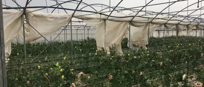 Serre distrutte dal vento, aziende in ginocchio: «La Regione ci aiuti» - VIDEO