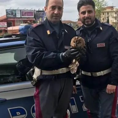 Allocco ferito salvato dai poliziotti sull’A2