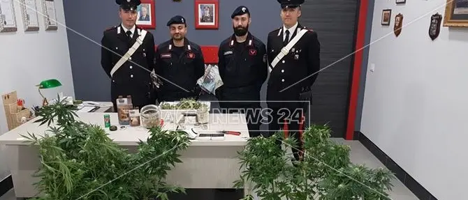 Marijuana coltivata nel sottotetto, un arresto a Crosia