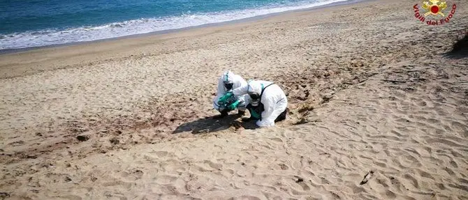 Fusto spiaggiato a Roccelletta: nessun rischio contaminazione