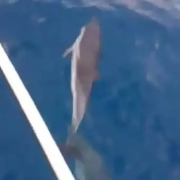 La danza dei delfini al largo di Cetraro - VIDEO