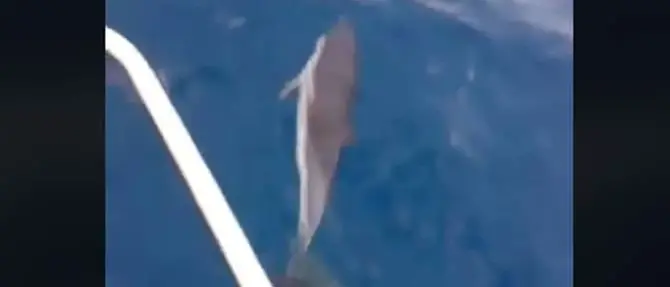 La danza dei delfini al largo di Cetraro - VIDEO