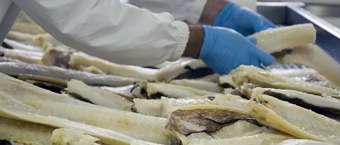 Lo stocco di Cittanova protagonista a Bruxelles - VIDEO