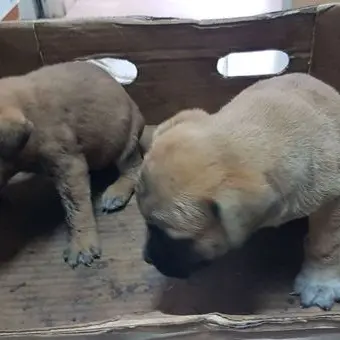 Rosarno, la polizia soccorre due cuccioli abbandonati