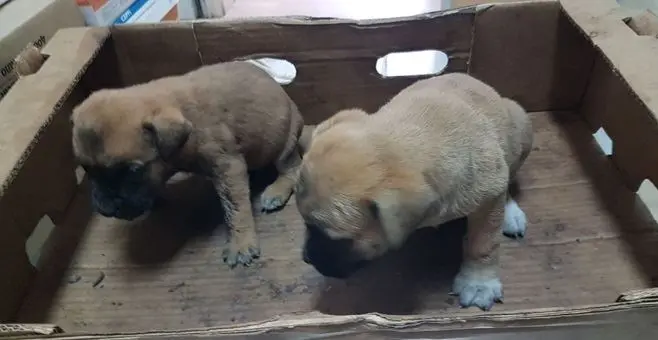 Rosarno, la polizia soccorre due cuccioli abbandonati